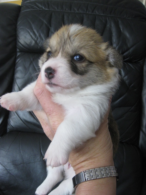 Puppies